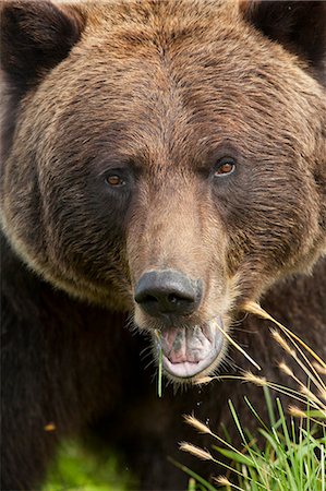 predatory - Extreme close up of a female Brown bear's face at the Alaska Wildlife Conservation Center, Southcentral Alaska, Summer. Captive Stock Photo - Rights-Managed, Code: 854-03845646