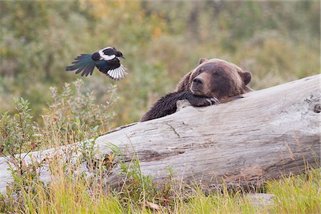 An adult grizzly bear lies on a log and watches a Black-billed magpie flying a few feet away from its face, Alaska Wildlife Conservation Center, Southcentral Alaska, Autumn. Captive Stock Photo - Rights-Managed, Code: 854-03845648