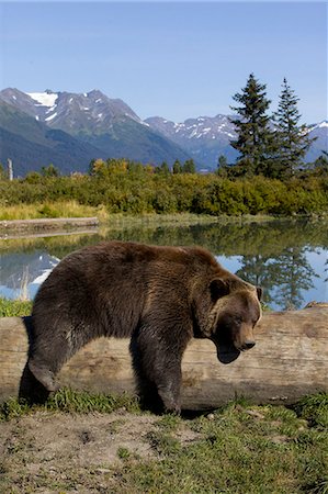 Eine weibliche Gefangene Grizzly liegt über ein Protokoll mit einem Teich und Bergen im Hintergrund, Alaska Wildlife Conservation Center, South Central Alaska, Sommer drapiert. In Gefangenschaft Stockbilder - Lizenzpflichtiges, Bildnummer: 854-03845641