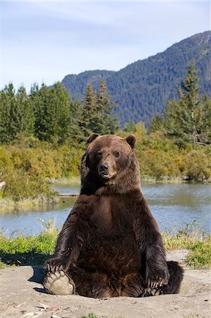 simsearch:854-03845648,k - Un gros ours brun mâle s'assoit sur son arrière et ressemble à une caméra avec un étang et des montagnes dans le fond, centre de Conservation de la faune de l'Alaska, l'Alaska Centre-Sud, l'été. En captivité Photographie de stock - Rights-Managed, Code: 854-03845642