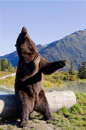 A Brown bear male stands next to a log on its hind feet, Alaska Wildlife Conservation Center, Southcentral Alaska, Summer. Captive Foto de stock - Con derechos protegidos, Código: 854-03845654