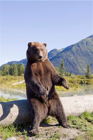 Un mâle ours brun se trouve à côté d'un journal sur ses pattes postérieures, centre de Conservation de la faune de l'Alaska, centre-sud de l'Alaska, l'été. En captivité Photographie de stock - Rights-Managed, Code: 854-03845655