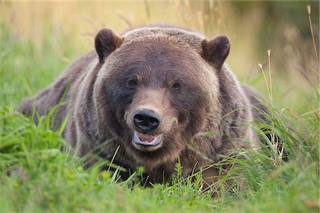 predatory - Close up of a female Brown bear resting in green grass at the Alaska Wildlife Conservation Center, Southcentral Alaska, Summer. Captive Foto de stock - Con derechos protegidos, Código: 854-03845650