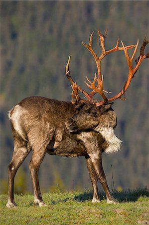 reno - Profile of a bull Caribou walking in grass on a sunny day at Alaska Wildlife Conservation Center, Southcentral Alaska, Summer. Captive Foto de stock - Direito Controlado, Número: 854-03845664