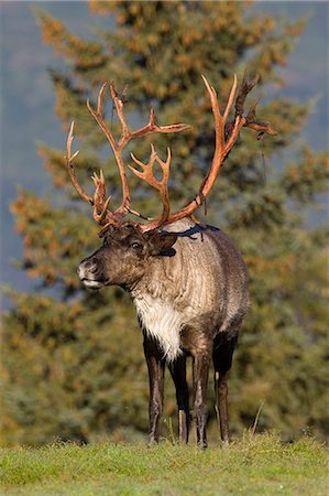Bull Caribou standing in grass on a sunny day at Alaska Wildlife Conservation Center, Southcentral Alaska, Summer. Captive Stock Photo - Rights-Managed, Code: 854-03845666