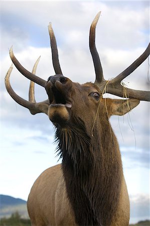 Close up view of a Rocky Mountain bull elk bugling during the Autumn rut at the Alaska Wildlife Conservation Center near Portage, Southcentral Alaska. CAPTIVE Foto de stock - Con derechos protegidos, Código: 854-03845676