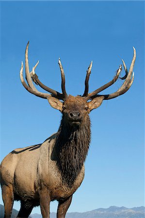 Portrait d'un wapiti mâle de Rocky Mountain dans le centre de Conservation de la faune de l'Alaska près de Portage, centre-sud de l'Alaska, automne. EN CAPTIVITÉ Photographie de stock - Rights-Managed, Code: 854-03845677