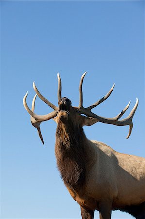 Close up view of a Rocky Mountain bull elk bugling during the Autumn rut at the Alaska Wildlife Conservation Center near Portage, Southcentral Alaska. CAPTIVE Foto de stock - Con derechos protegidos, Código: 854-03845679