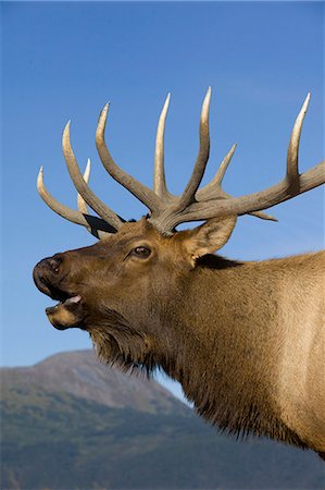 Close up view of a Rocky Mountain bull elk bugling during the Autumn rut at the Alaska Wildlife Conservation Center near Portage, Southcentral Alaska. CAPTIVE Foto de stock - Con derechos protegidos, Código: 854-03845672