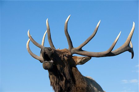 simsearch:854-03845676,k - Blick auf ein Rocky Mountain Stier Elche bugling während der Brunft Herbst bei der Alaska Wildlife Conservation Center in Portage, South Central Alaska hautnah. IN GEFANGENSCHAFT Stockbilder - Lizenzpflichtiges, Bildnummer: 854-03845685