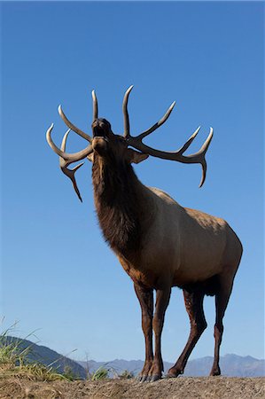 simsearch:854-03845676,k - Blick auf ein Rocky Mountain Stier Elche bugling während der Brunft Herbst bei der Alaska Wildlife Conservation Center in Portage, South Central Alaska hautnah. IN GEFANGENSCHAFT Stockbilder - Lizenzpflichtiges, Bildnummer: 854-03845680