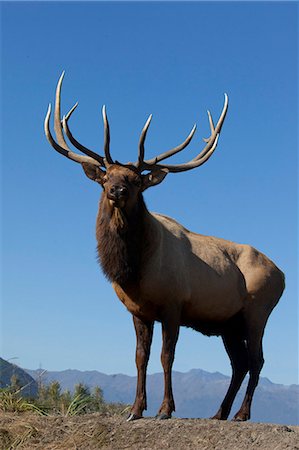 portage - Bouchent la vue d'un wapiti mâle de Rocky Mountain : le bramement durant le rut d'automne dans le centre de Conservation de la faune de l'Alaska près de Portage, centre-sud de l'Alaska. EN CAPTIVITÉ Photographie de stock - Rights-Managed, Code: 854-03845682