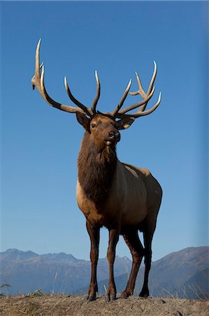 Close up view of a Rocky Mountain bull elk bugling during the Autumn rut at the Alaska Wildlife Conservation Center near Portage, Southcentral Alaska. CAPTIVE Foto de stock - Con derechos protegidos, Código: 854-03845683