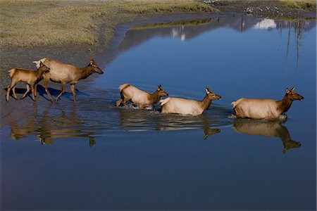 elch - Lyck Kühe und Kälber über einen Teich in Alaska Wildlife Conservation Center in Portage, South Central Alaska, Herbst. IN GEFANGENSCHAFT Stockbilder - Lizenzpflichtiges, Bildnummer: 854-03845692
