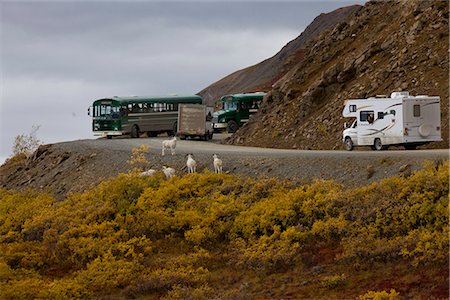 Buses and campers stop to view a band of adult Dall Sheep rams standing in autumn colored brush near the Park Road in Denali National Park and Preserve, Interior Alaska, Fall Foto de stock - Con derechos protegidos, Código: 854-03845700