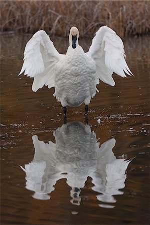 Trumpeter Swan flaps it wings with reflection visible in Potter Marsh, Anchorage, Southcentral Alaska, Autumn Foto de stock - Con derechos protegidos, Código: 854-03845715