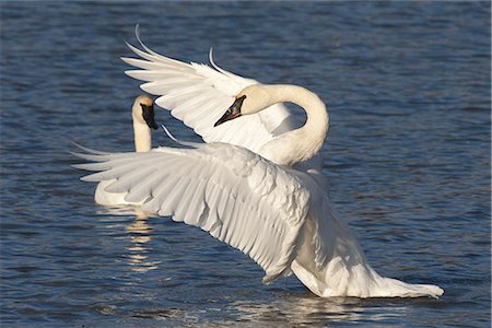 A Trumpeter swan flaps its wings while its mate sits at its side, Anchorage, Potter Marsh, Southcentral Alaska, Autumn Foto de stock - Con derechos protegidos, Código: 854-03845716