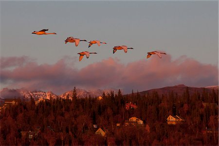 flock of birds in flight - A band of Trumpeter swans fly over Anchorage's Hillside in the last few minutes of sunset, Southcentral Alaska, Autumn Stock Photo - Rights-Managed, Code: 854-03845718