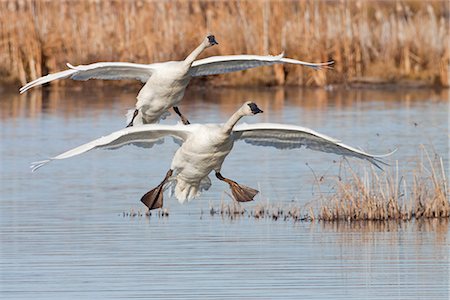 swan not waterfowl - A pair of Trumpeter Swans land in Potter Marsh south of Anchorage, Southcentral Alaska, Autumn Stock Photo - Rights-Managed, Code: 854-03845712