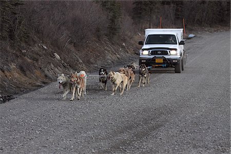 A team of sleddogs are hitched up to run in front of a pickup truck for their daily exercise in Denali National Park and Preserve, Interior Alaska, Autumn Foto de stock - Direito Controlado, Número: 854-03845722