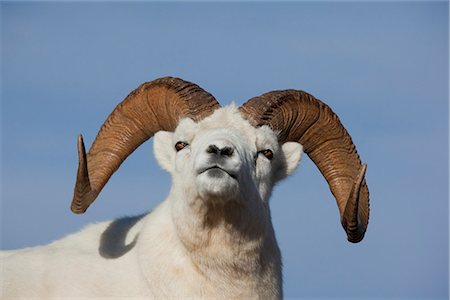 simsearch:400-04262308,k - Close up of a Dall sheep ram in Denali National Park and Preserve, Interior Alaska, Autumn Stock Photo - Rights-Managed, Code: 854-03845723