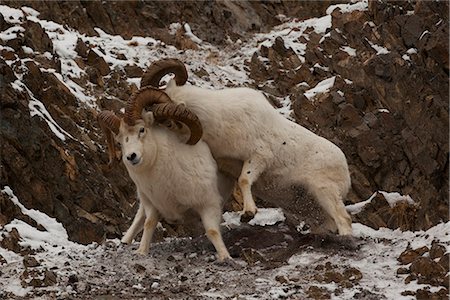 slick - Two Dall sheep rams fight during the late Autumn rut in the Chugach Mountains, Southcentral Alaska Stock Photo - Rights-Managed, Code: 854-03845741