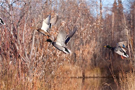 despegar - Two drake and one hen Mallard ducks flush from a pond in Anchorage, Southcentral Alaska, Autumn Foto de stock - Con derechos protegidos, Código: 854-03845743