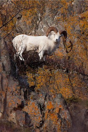 Dall sheep ram stands on a cliff wall surrounded by colorful foliage, near Windy Point, Southcentral Alaska, Autumn Foto de stock - Con derechos protegidos, Código: 854-03845753