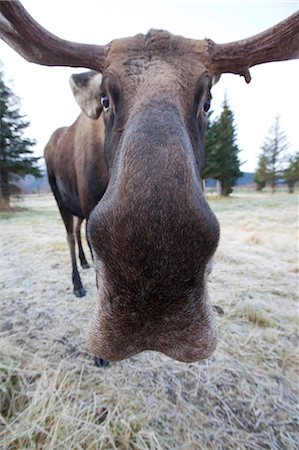 Eine Weitwinkelansicht von einem ständigen Bull Moose auf der Alaska Widllife Conservation Center, South Central Alaska, Winter. IN GEFANGENSCHAFT Stockbilder - Lizenzpflichtiges, Bildnummer: 854-03845769