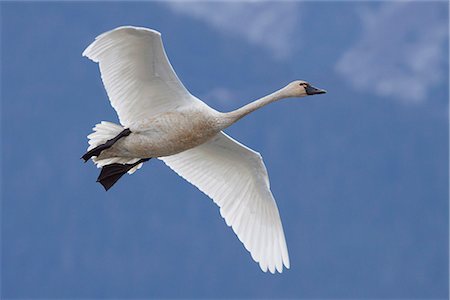 A Tundra Swan flys through the blue sky near Portage, Southcentral Alaska, Autumn Foto de stock - Direito Controlado, Número: 854-03845761