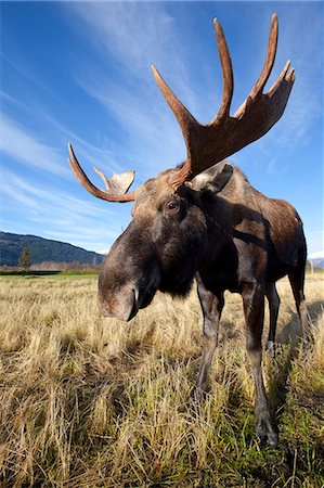 A wide-angle close-up view of a bull moose at the Alaska Widllife Conservation Center, Southcentral Alaska, Autumn. CAPTIVE Foto de stock - Direito Controlado, Número: 854-03845778