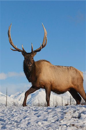 Un wapiti de Roosevelt matures se dresse sur sol couverte sur une journée ensoleillée au centre de Conservation de la faune de l'Alaska, centre-sud de l'Alaska, hiver. EN CAPTIVITÉ Photographie de stock - Rights-Managed, Code: 854-03845772