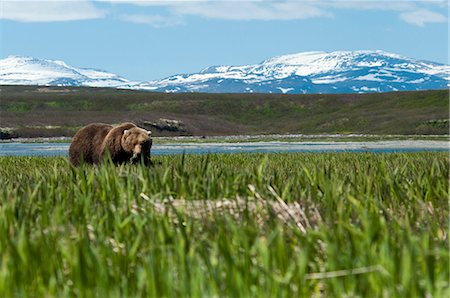 Brown bear feed on sedge grass at the McNeil River State Game Sanctuary, Southwest Alaska, Summer Stock Photo - Rights-Managed, Code: 854-03845787