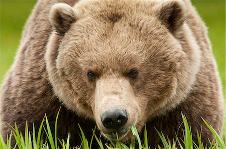 Braunbär ernähren sich von Gras Segge am McNeil River State Game Sanctuary, Südwesten Alaskas, Sommer Stockbilder - Lizenzpflichtiges, Bildnummer: 854-03845789