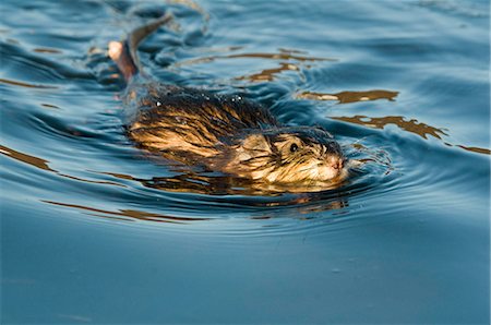 simsearch:854-03538371,k - A muskrat swims through Potter Marsh, Anchorage, Southcentral Alaska, Summer Foto de stock - Con derechos protegidos, Código: 854-03845782