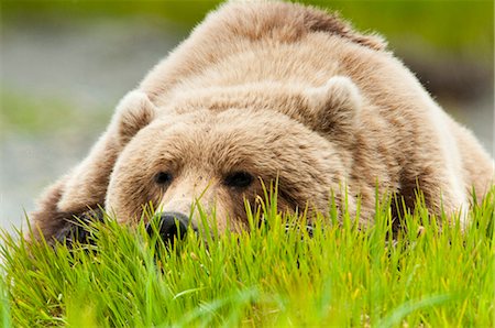 Ours brun reposant sur l'herbe de carex à l'été de McNeil rivière état Game Sanctuary, sud-ouest de l'Alaska, Photographie de stock - Rights-Managed, Code: 854-03845793