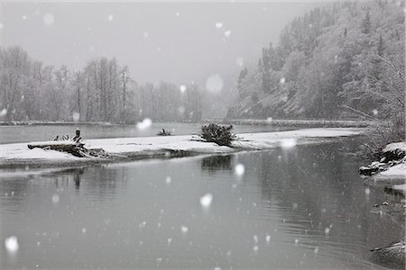 View of a Bald eagle perched on tree stump in Chilkat River during snowfall, near Chilkat Bald Eagle Preserve and Haines, Southeast Alaska, Winter Stock Photo - Rights-Managed, Code: 854-03845802