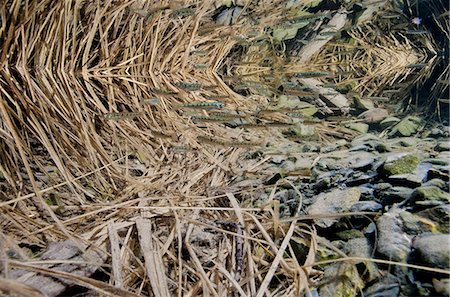 simsearch:700-03440203,k - Vue sous-marine d'alevins de saumon kéta (Oncorhynchus keta, Salmonidae) près de l'embouchure des cours d'eau lors de la migration en mer près de Cordoue, centre-sud de l'Alaska, printemps. Photographie de stock - Rights-Managed, Code: 854-03845818
