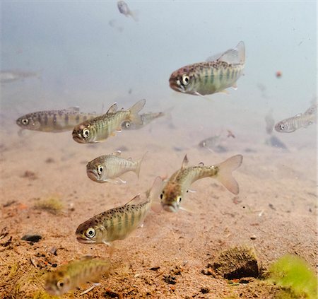 fish (marine life) - Underwater view of coho salmon (Oncorhynchus kisutch, Salmonidae) fry prior to smolting in the Eyak River (outlet of Eyak Lake) near Cordova, Copper River Delta, Southcentral Alaska, Spring Stock Photo - Rights-Managed, Code: 854-03845825