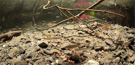 rearing - Vue sous l'eau du saumon coho et le saumon sockeye alevins d'élevage dans le ruisseau de Power, le principal affluent du lac Eyak près de Cordoue, Delta de la rivière Copper, centre-sud de l'Alaska, l'été. Photographie de stock - Rights-Managed, Code: 854-03845827