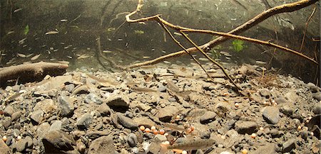 saumon (animal) - Vue sous l'eau du saumon coho et le saumon sockeye alevins d'élevage dans le ruisseau de Power, le principal affluent du lac Eyak près de Cordoue, Delta de la rivière Copper, centre-sud de l'Alaska, l'été. Photographie de stock - Rights-Managed, Code: 854-03845828