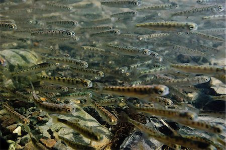 school of fish underwater - Underwater view of chum salmon (Oncorhynchus keta, Salmonidae) fry near mouth of stream while migrating out to sea near Cordova, Southcentral Alaska, Spring. Stock Photo - Rights-Managed, Code: 854-03845823