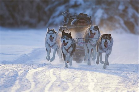 Siberian Huskies racing in the Lake Memorial Race, Tozier Track, Anchorage, Southcentral Alaska, Winter Foto de stock - Con derechos protegidos, Código: 854-03845837