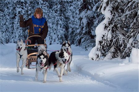 dogsled - Musher racing in the Lake Memorial Race, Tozier Track, Anchorage, Southcentral Alaska, Winter Stock Photo - Rights-Managed, Code: 854-03845838