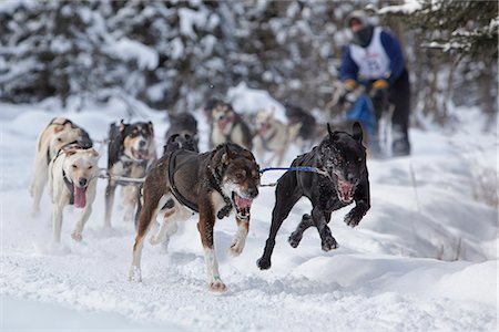 Nathan Sterling and team mushing during the 2010 Fur Rondy Sled Dog Championships, Anchorage, Southcentral Alaska, Winter Stock Photo - Rights-Managed, Code: 854-03845844