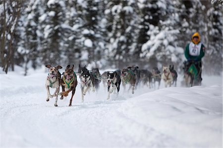 dogsled team - Blayne Streeper and team mushing during the 2010 Fur Rondy Sled Dog Championships, Anchorage, Southcentral Alaska, Winter Stock Photo - Rights-Managed, Code: 854-03845842