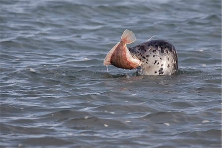 Sceau attrape un poisson dans sa bouche près de Homer, la péninsule de Kenai, centre-sud de l'Alaska, printemps Photographie de stock - Rights-Managed, Code: 854-03845858