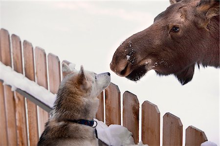 snow on fence - Siberian Husky and a moose calf nose to nose over a picket fence, Wasilla, Southcentral Alaska, Winter Stock Photo - Rights-Managed, Code: 854-03845866
