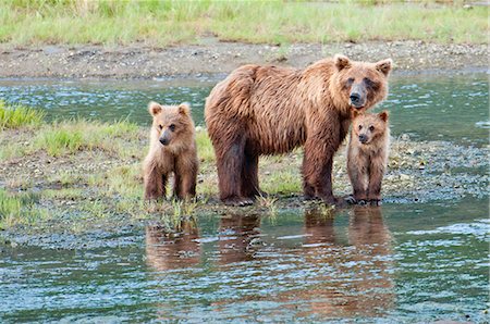 simsearch:6119-08062244,k - Brown Bear sow stands in a stream with her spring cubs in Chinitna Bay, Lake Clark National Park, Southcentral Alaska, Summer Stock Photo - Rights-Managed, Code: 854-03845879