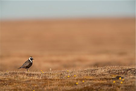 simsearch:854-03845923,k - American Golden-Plover stands on tundra of the Arctic Coastal Plain, National Petroleum Reserve, Arctic Alaska, Spring Foto de stock - Con derechos protegidos, Código: 854-03845885